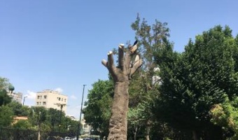 شناسایی «گنجینه‌های زنده» باغ گلستان؛ گامی نوین در توسعه فضای سبز سازگار با اقلیم تبریز