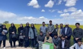 دوره آموزشی ترویجی مدیریت تلفیقی آفات مهم کلزا