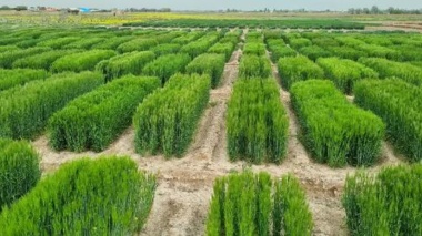 اجرای آزمایشات غلات در آذربایجان شرقی با جدیت دنبال می‌شود