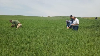 نظارت گسترده بر مزارع تولید بذر در شمال آذربایجان شرقی؛ پایش کیفیت و خلوص ژنتیکی ارقام استراتژیک