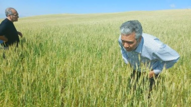 تقویت زنجیره تولید بذرهای نوین در آذربایجان شرقی